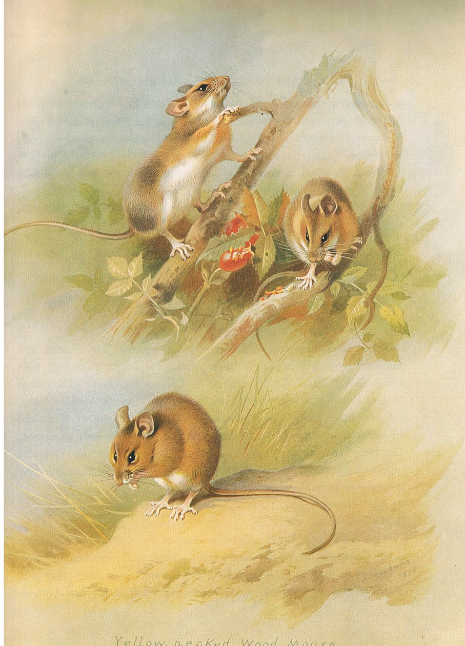 Yellow Necked Mouse a St Kilda Woodmouse, z Thorburn