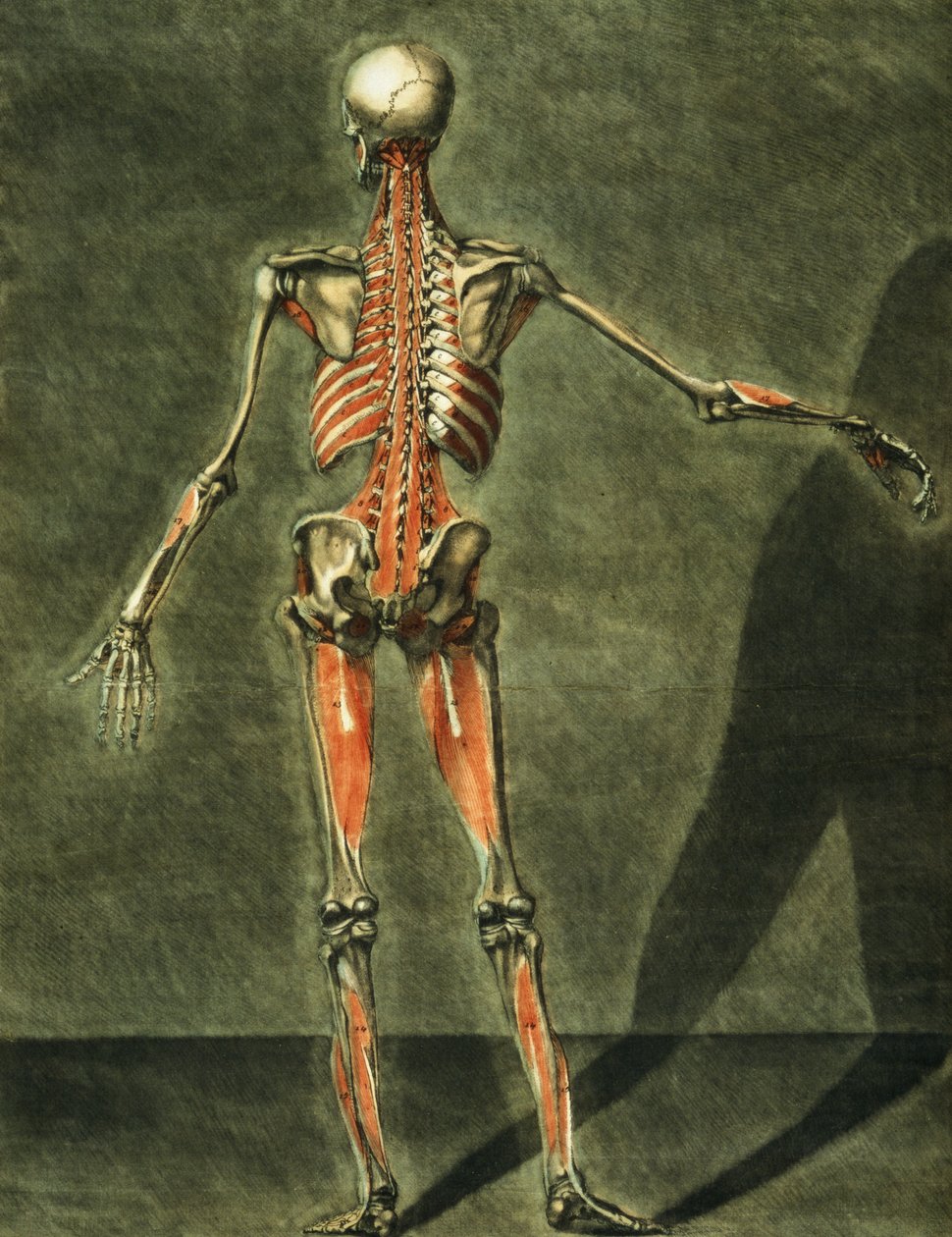Hluboký svalový systém zadní části těla, deska 10 kompletního kurzu anatomie s textem Jadelot, rytina umělce, hospoda. 1773 (mezzotinta) od Arnauld Eloi Gautier D