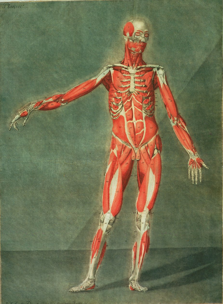 Povrchový svalový systém přední části těla, deska 4 z kompletního kurzu anatomie s textem Jadelot, rytina umělce, hospoda. 1773 (mezzotinta) od Arnauld Eloi Gautier D