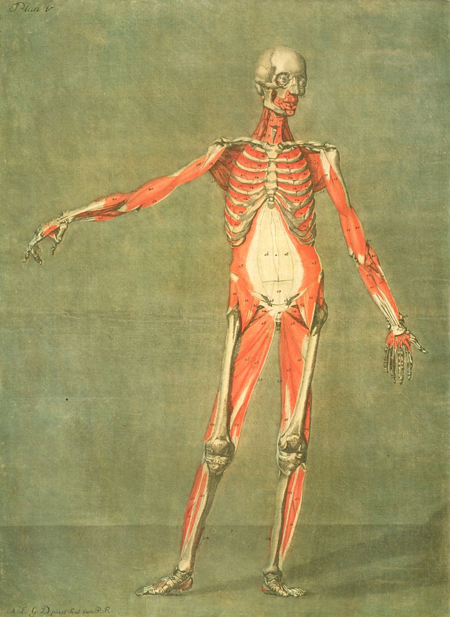 Hlubší svalový systém přední části těla, deska 5 z kompletního kurzu anatomie s textem Jadelot, rytina umělce, hospoda. 1773 (mezzotinta) od Arnauld Eloi Gautier D