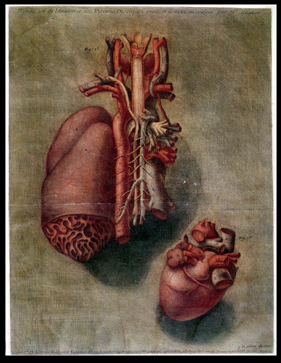 Srdce, deska z „Anatomie útrob, rozřezáno, namalováno a vyryto Gautierem“ (barevná rytina) od Arnauld Eloi Gautier D