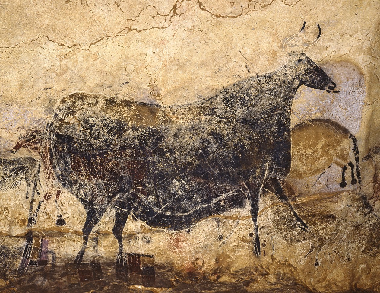 Černá kráva. Jeskynní malba Lascaux, asi 16 000-15 000 před naším letopočtem. od Art of the Upper Paleolithic.