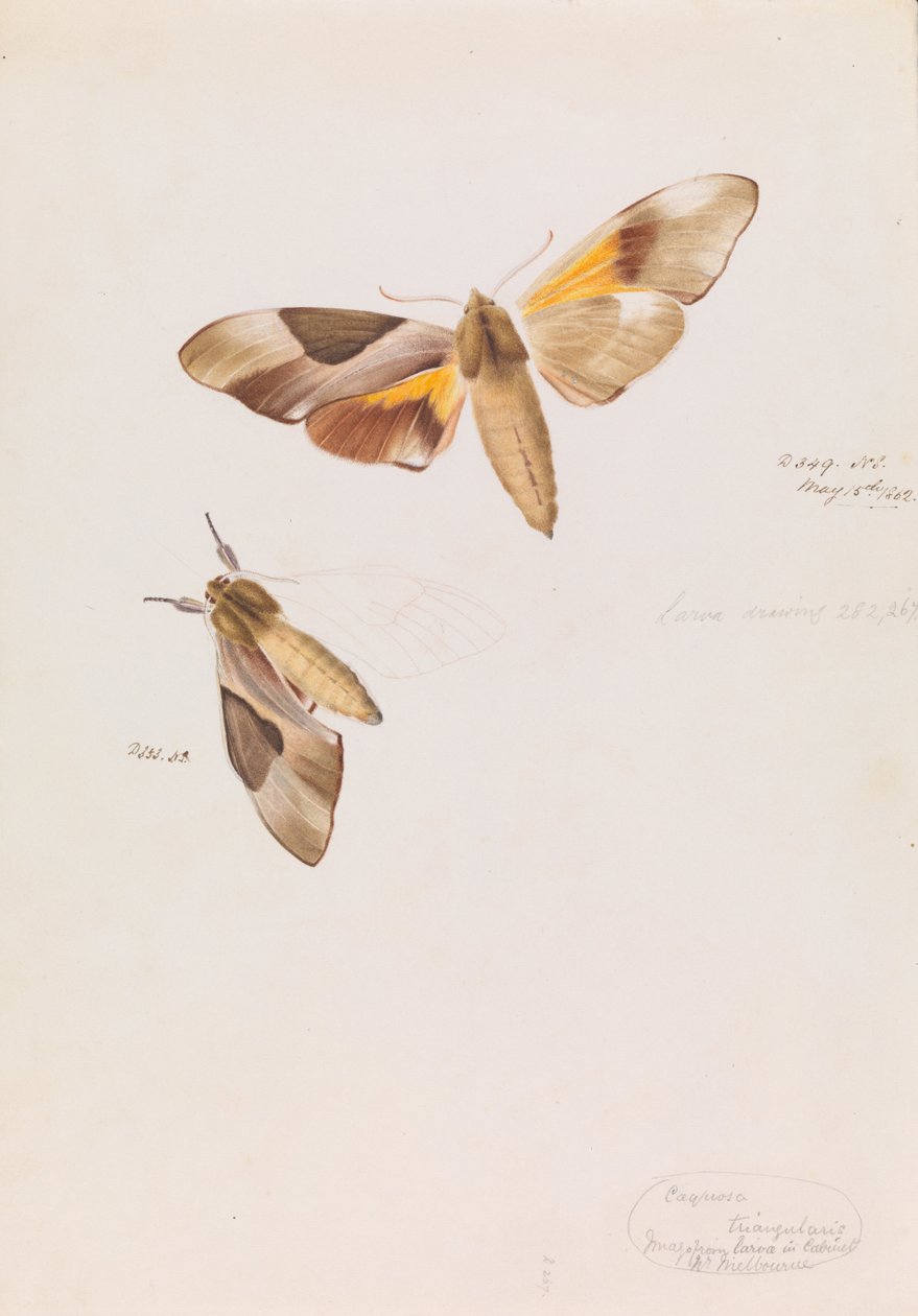 Dvouhlavý jestřáb můra, Coequosa triangularis od Arthur Bartholomew