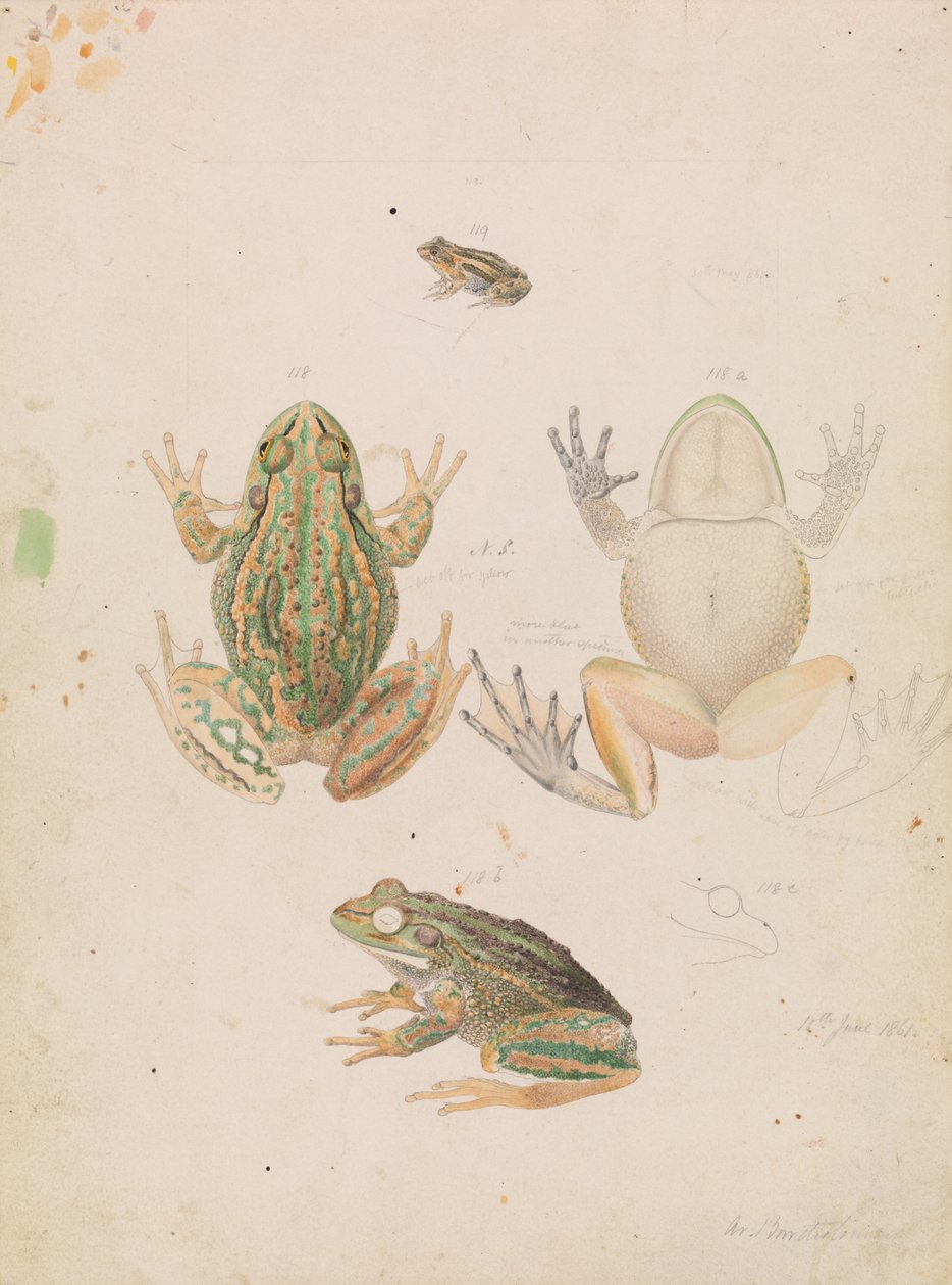 Vrčící žába, Litoria raniformis od Arthur Bartholomew