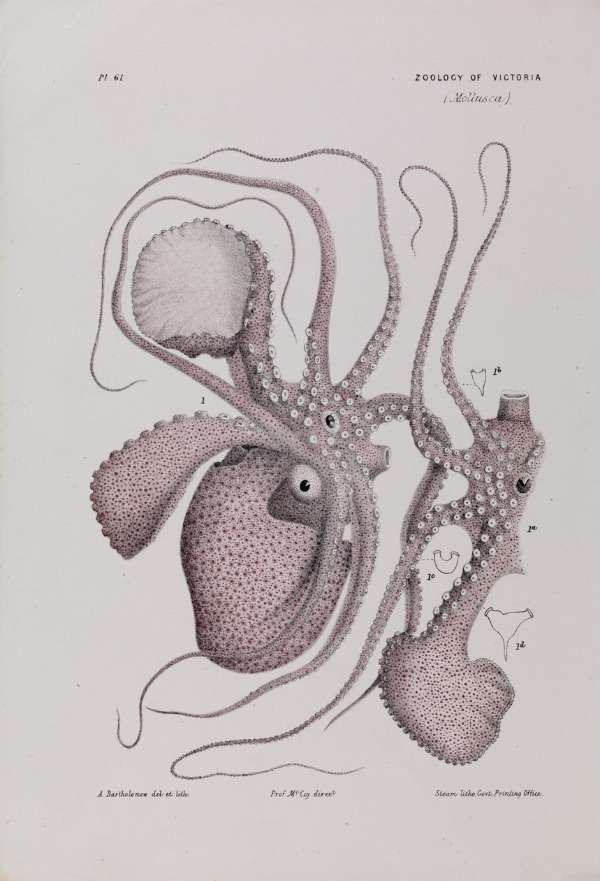 Papír Nautilus, Argonauta nodosa od Arthur Bartholomew