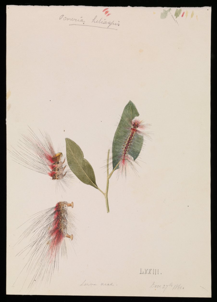 Rose Anthelid, Chenuala helispis od Arthur Bartholomew
