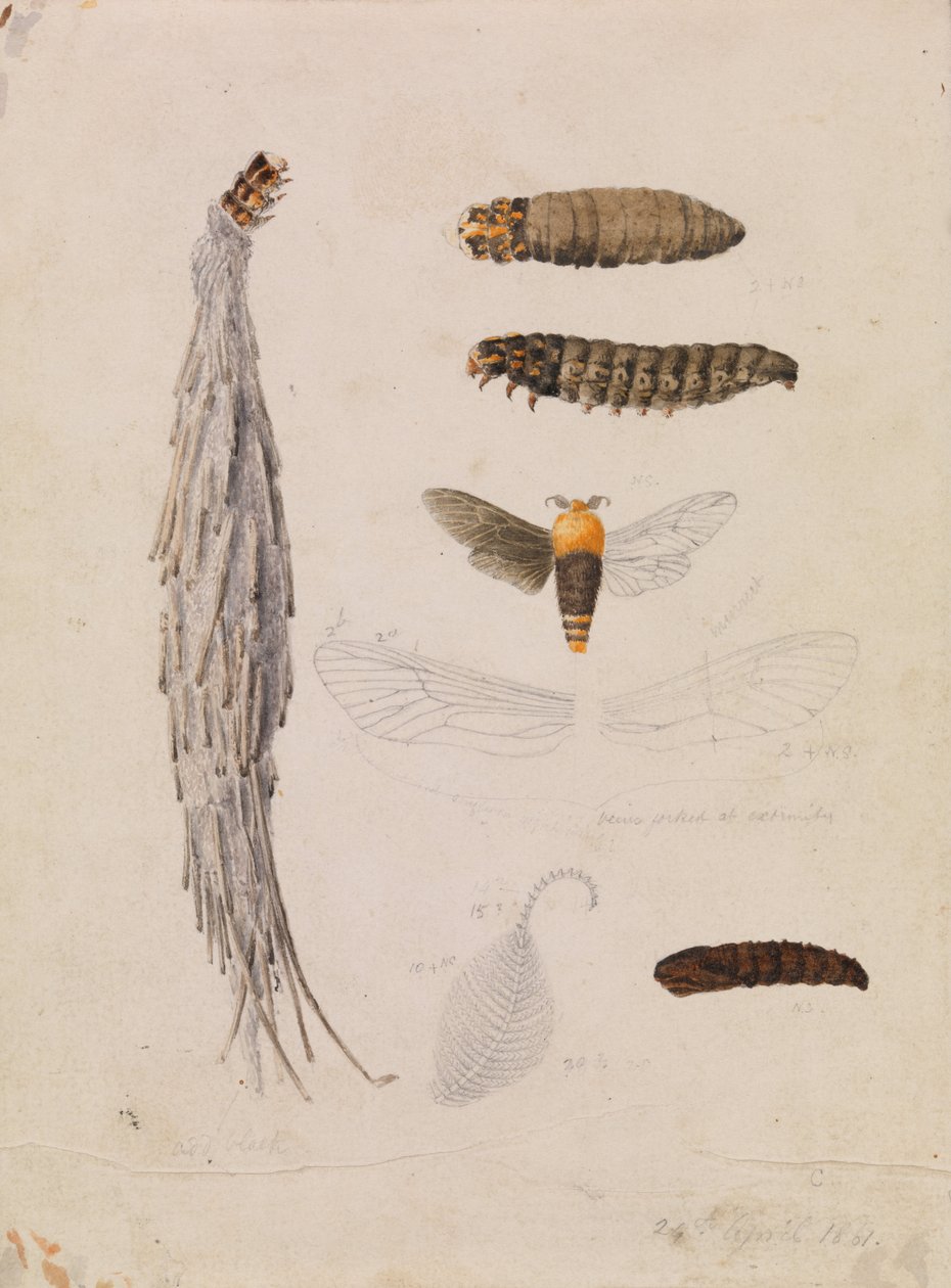Saunders Case-Moth, Metura elongatus od Arthur Bartholomew
