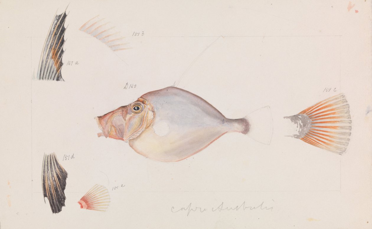Silver Dory, Cyttus australis od Arthur Bartholomew