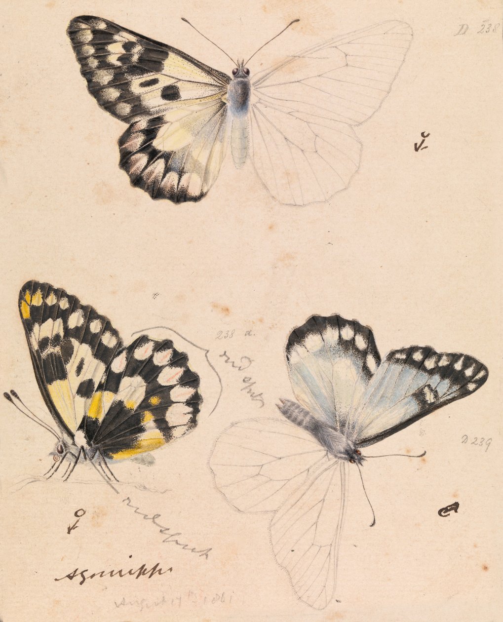 Wood White Butterfly, Delias aganippe od Arthur Bartholomew