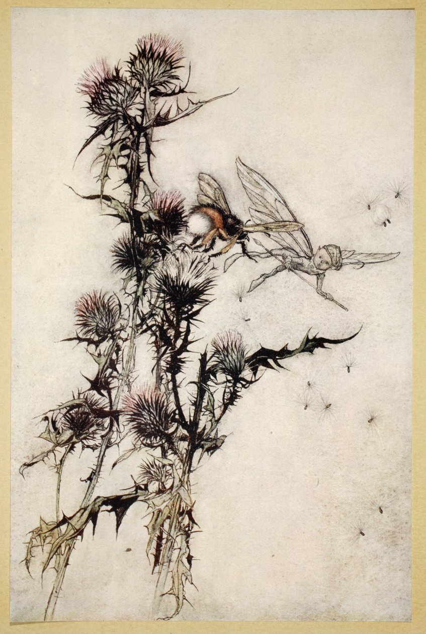 Zabij mě pokornou včelu s červenými boky na vrcholu bodláku, ilustrace ze „Snu nocí svatojánských“ od Williama Shakespeara, 1908 od Arthur Rackham