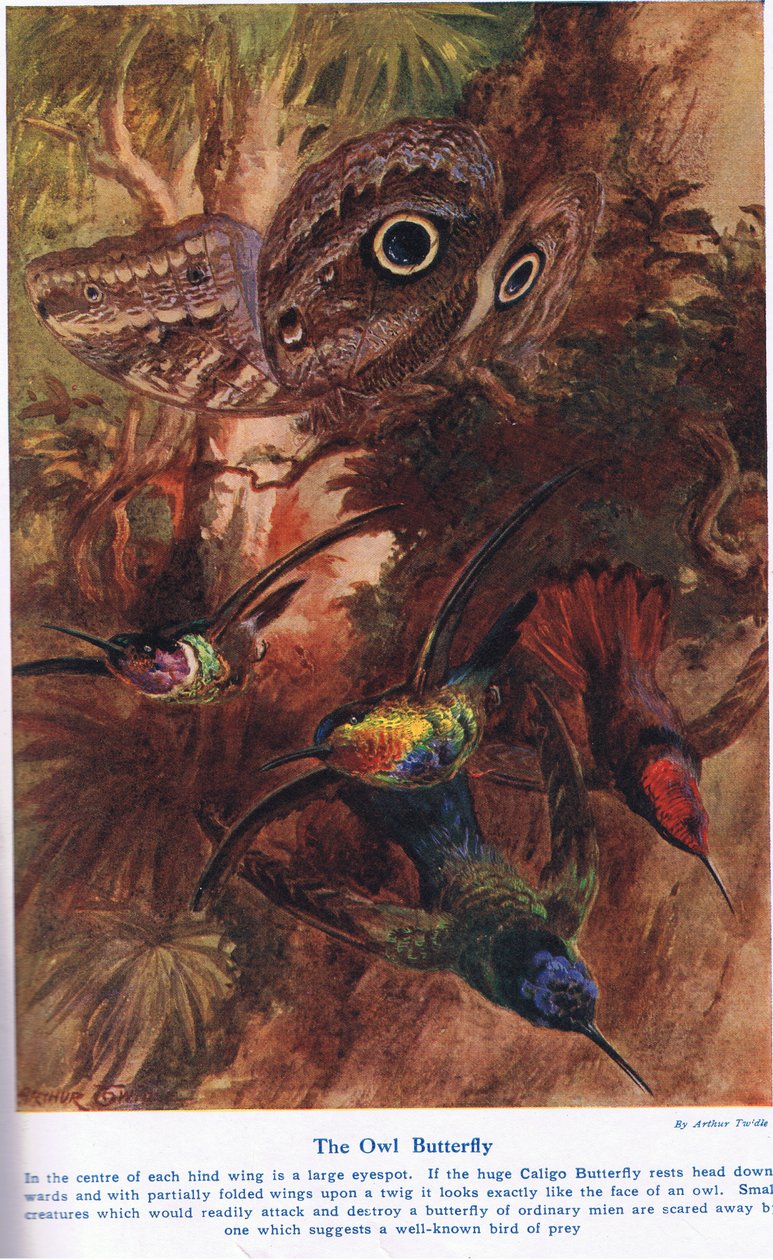 The Owl Butterfly, ilustrace z 