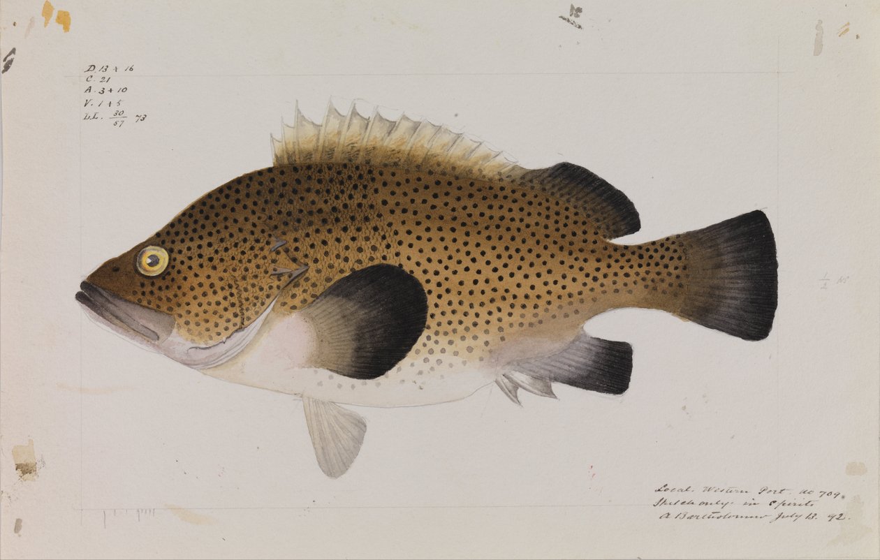 Východní Wirra, Acanthistius ocellatus od Arthur Bartholomew