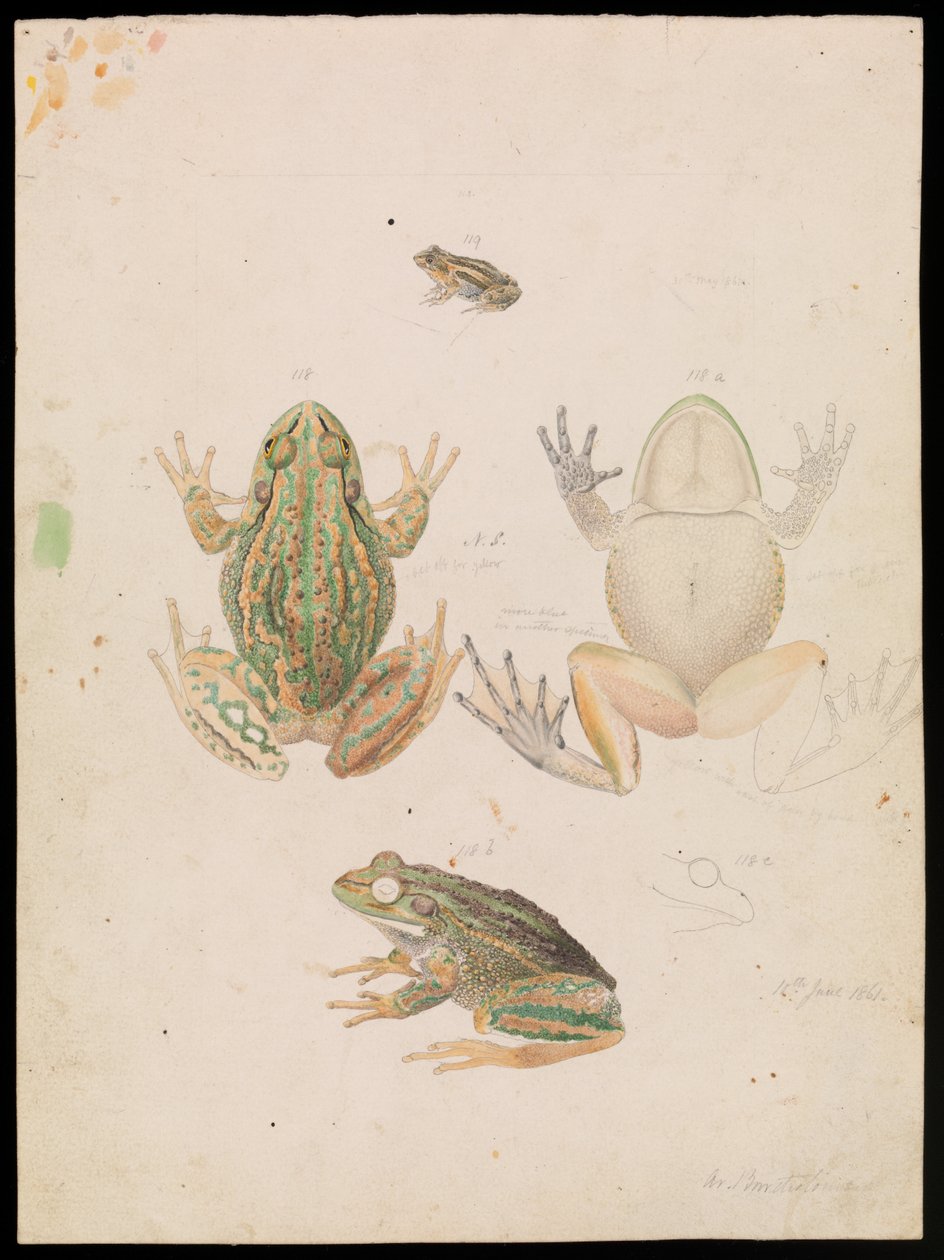 Growling Grass Frog, Litoria raniformis od Arthur Bartholomew