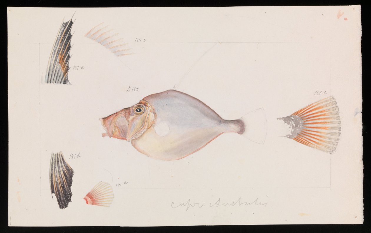 Silver Dory, Cyttus australis od Arthur Bartholomew