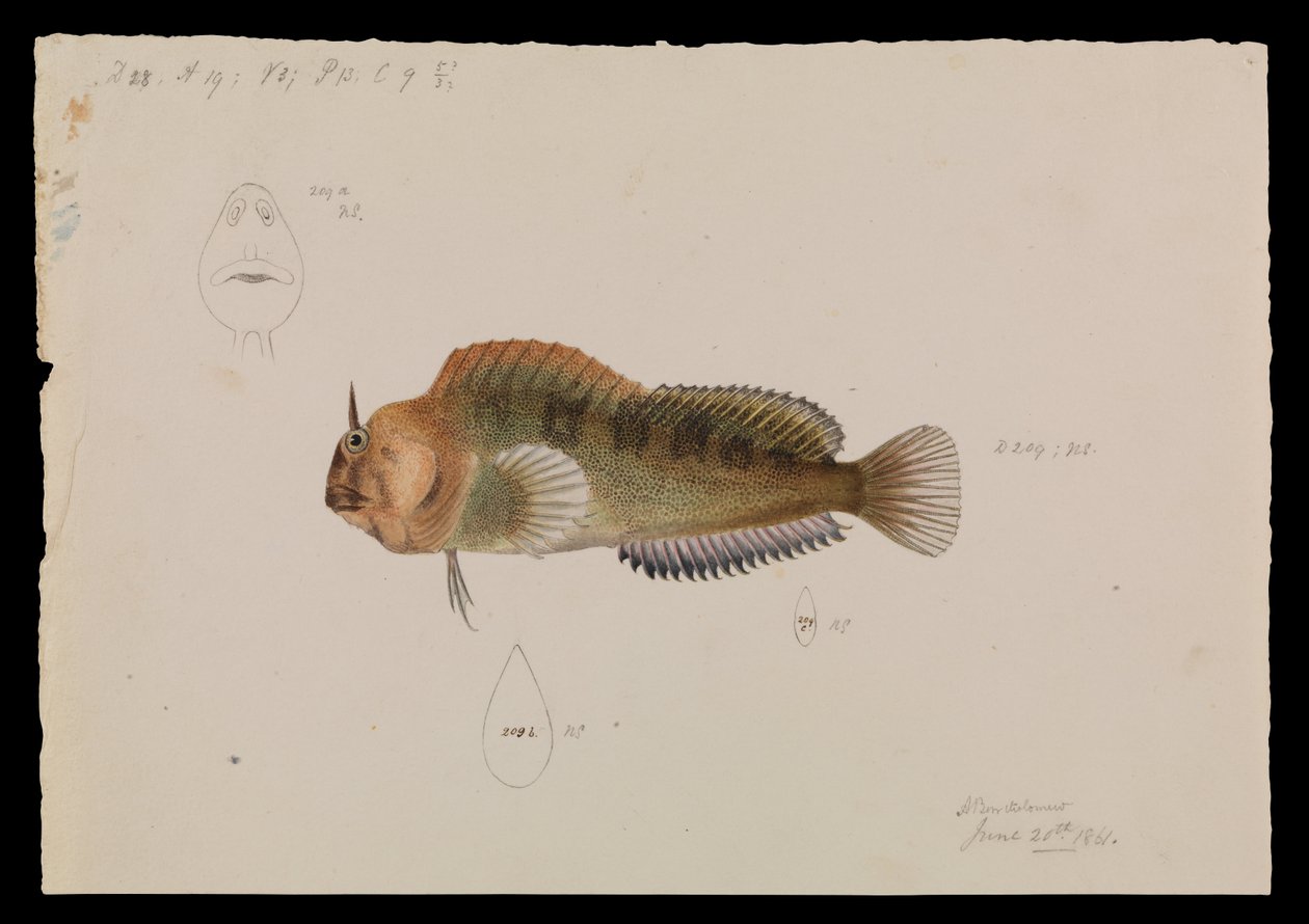 Tasmanian Blenny, Parablennius tasmanianus od Arthur Bartholomew