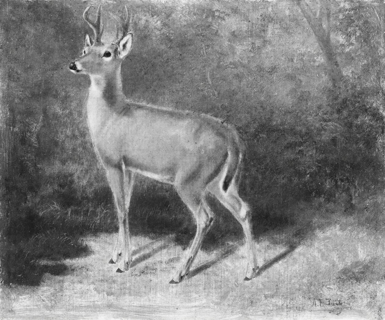 DeerSketch from Nature, ca. 1882. od Arthur Fitzwilliam Tait