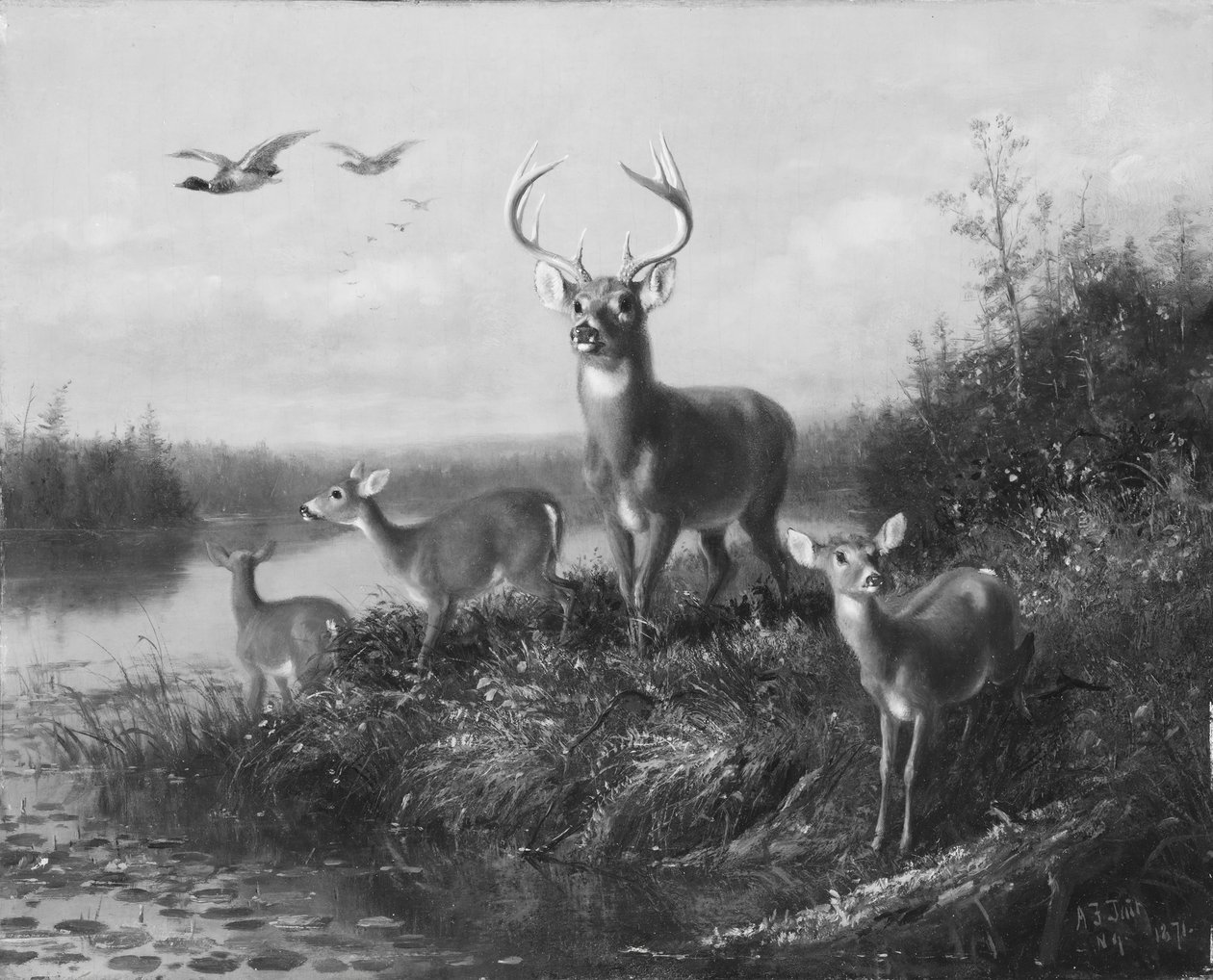 Na Qui Vive, Buck and Three Does, 1871. od Arthur Fitzwilliam Tait