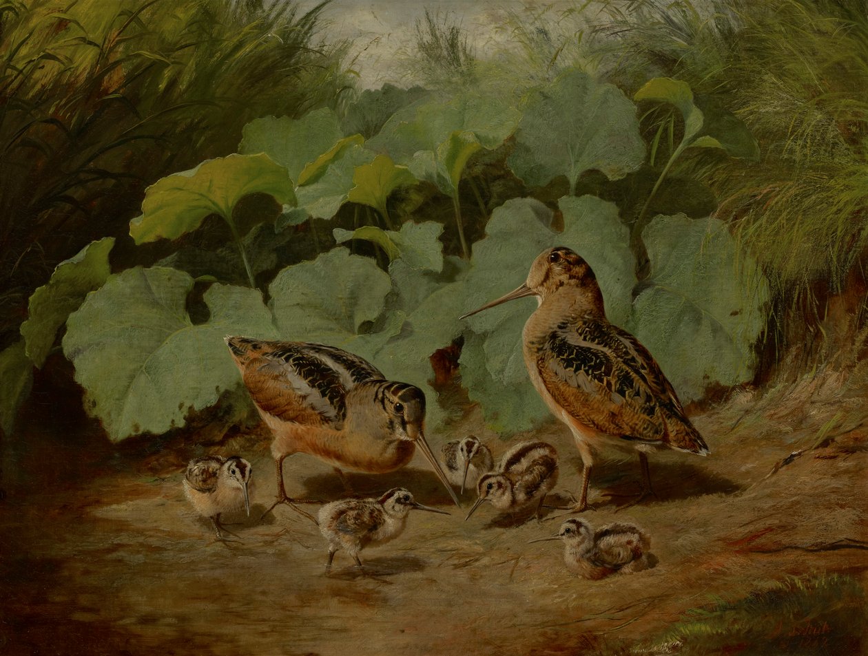 Woodcock a Young od Arthur Fitzwilliam Tait