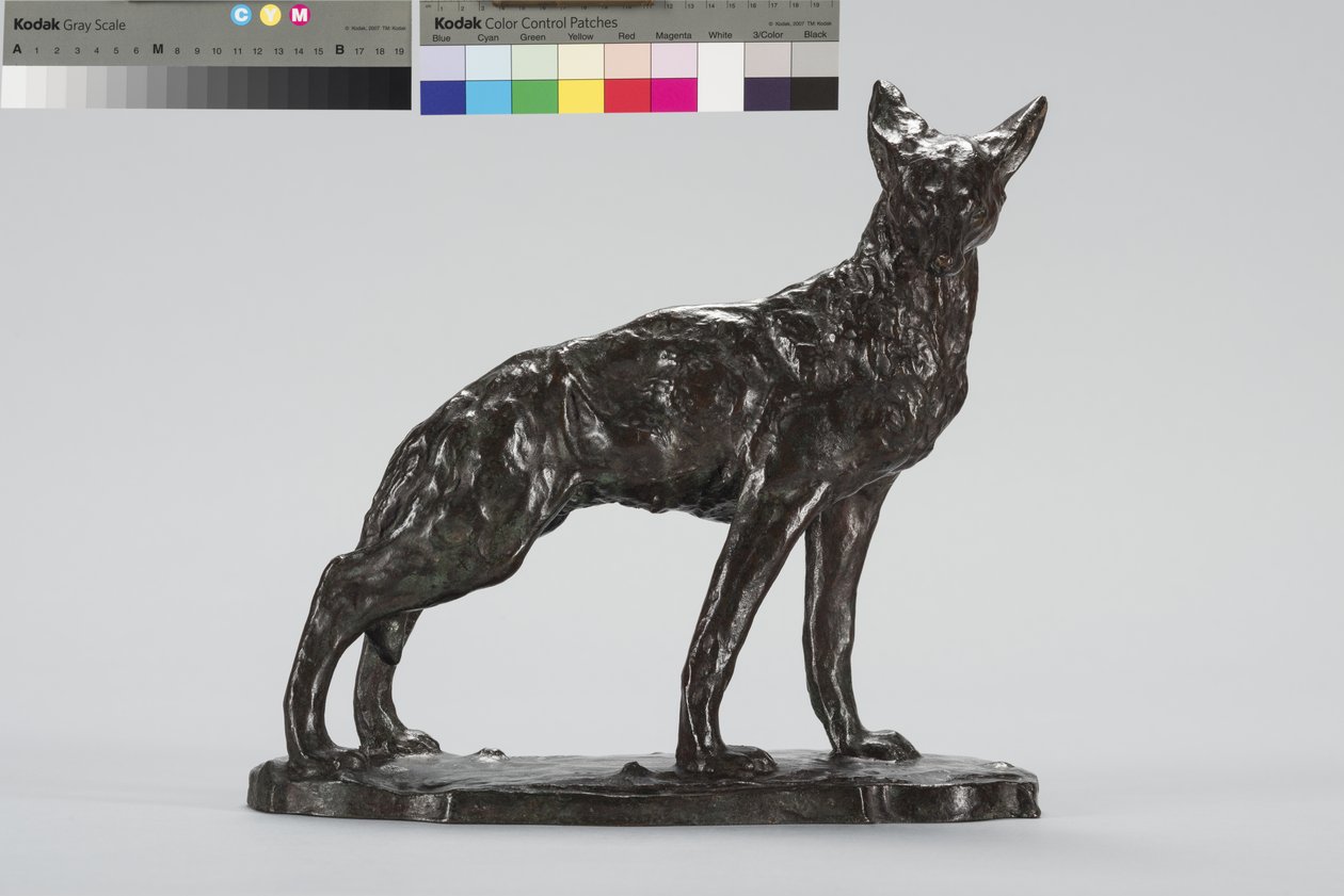 Alert Coyote (bronz) od Arthur Putnam