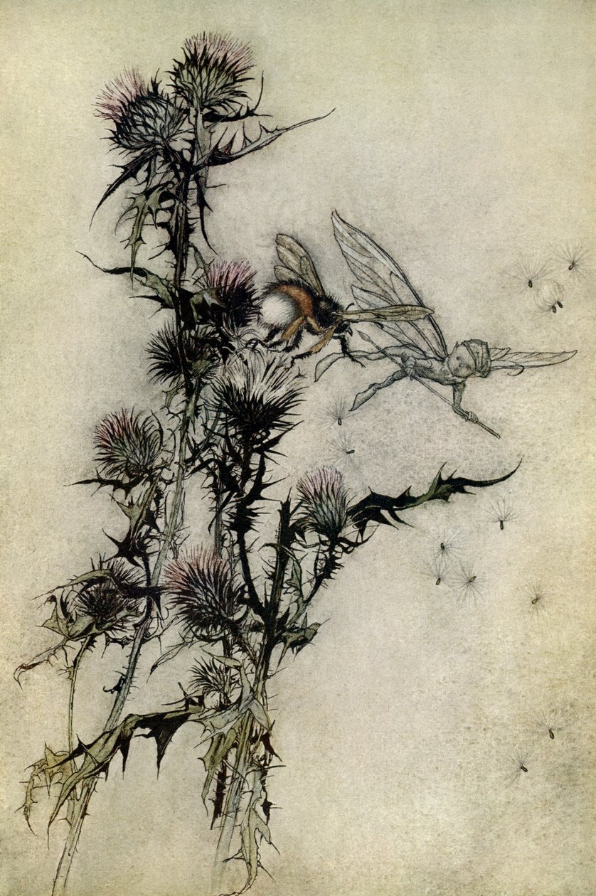 Sen noci svatojánské od Arthur Rackham