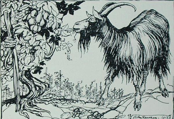 Koza a réva, ilustrace z 