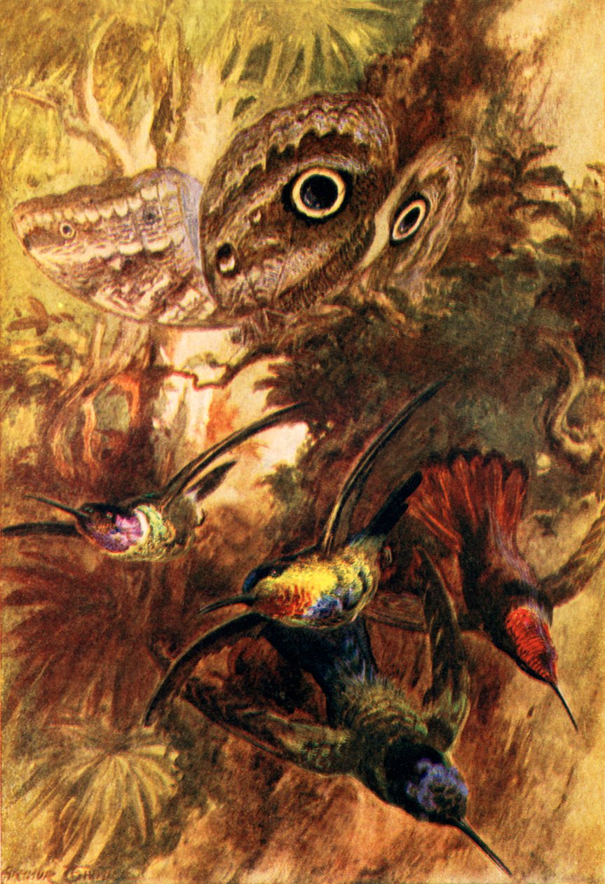 Motýl sovička (barevná litografie) od Arthur Twidle