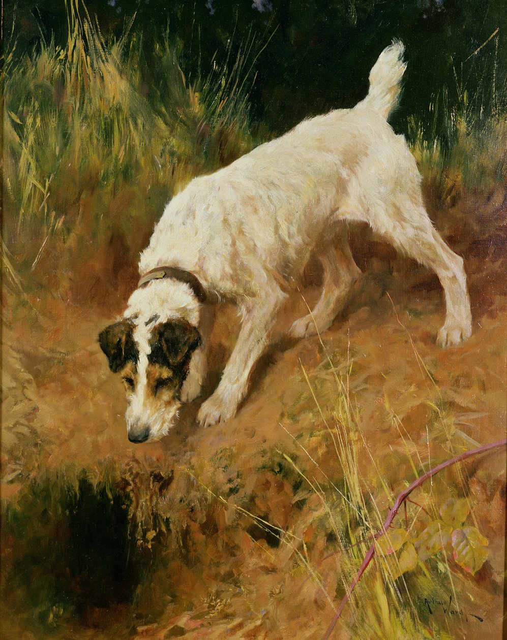 Foxteriér od Arthur Wardle