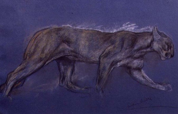 Puma (křída na papíře) od Arthur Wardle