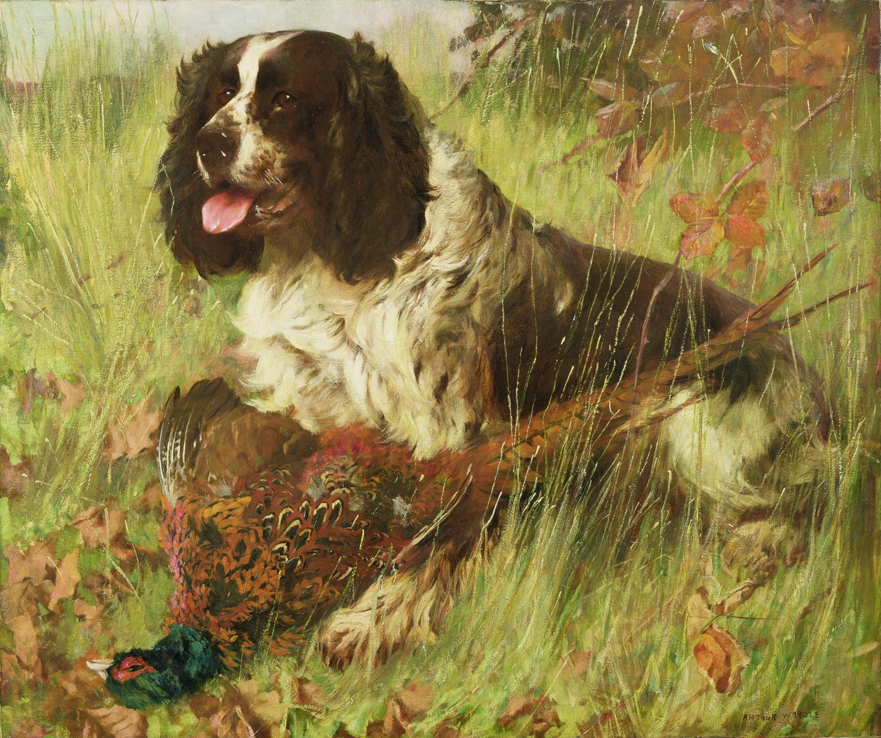 Springer Spaniel s Bažantem od Arthur Wardle