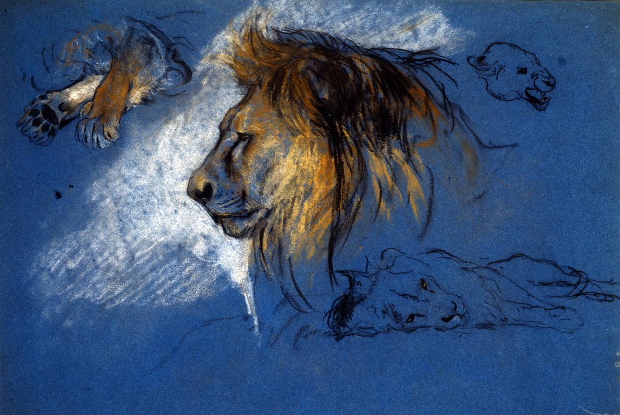 Studie lva, kolem roku 1905 (pastel na modrém papíře) od Arthur Wardle