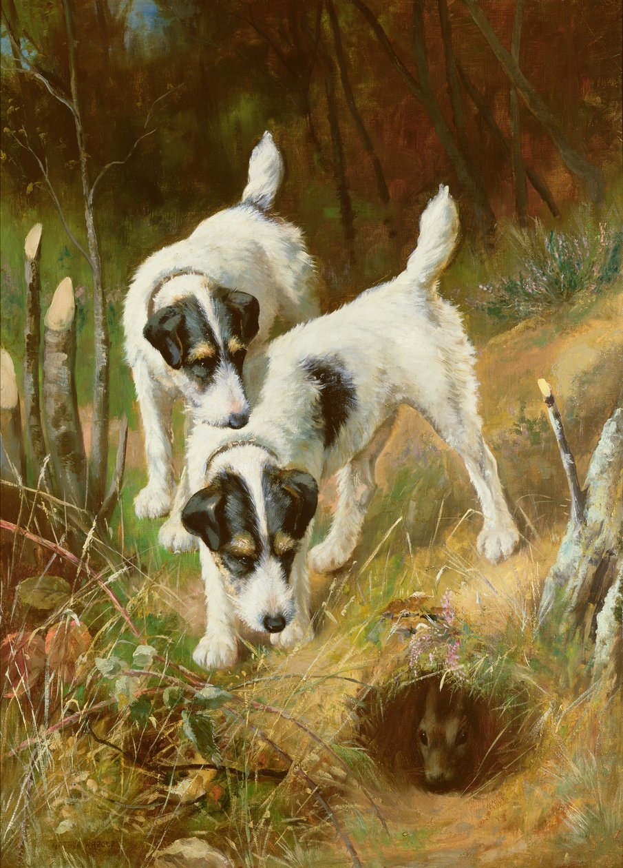 Teriéři Králičí od Arthur Wardle
