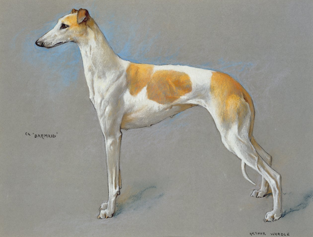 Bílá a plavá šampionka greyhound fena 