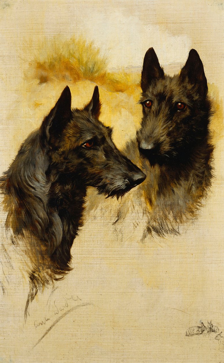 Dva skotští teriéři (olej na plátně) od Arthur Wardle