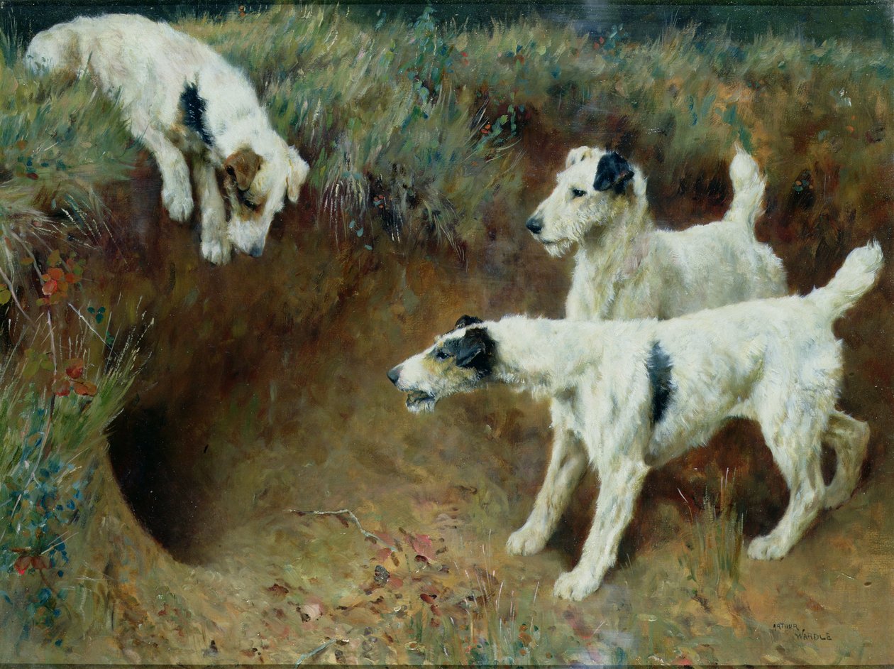 Drátosrstí foxteriéři od jezevčího setu od Arthur Wardle