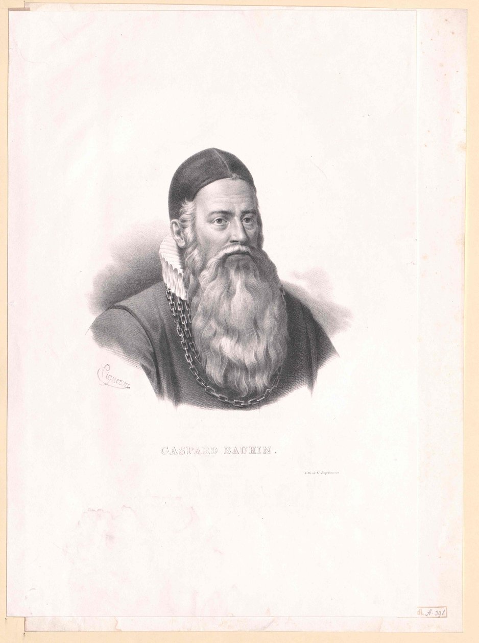 Kaspar Bauhin od Artist Unknown