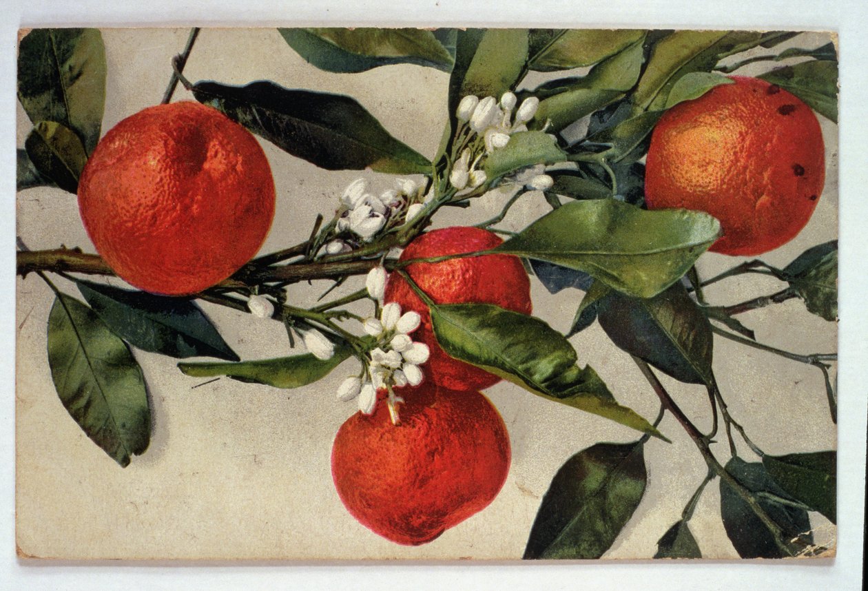 Pomeranče, pohlednice od Artist Unknown