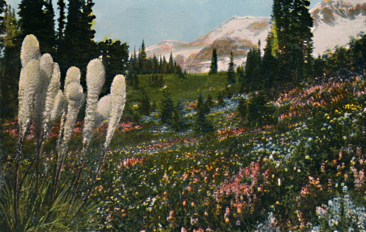 Indický Basket Grass rostoucí v Mount Rainier National Park, c1916 od Asahel Curtis