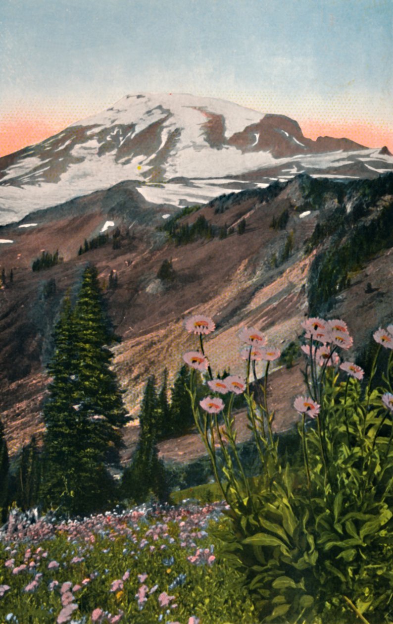 Purple Assters, v národním parku Mount Rainier, c1916 od Asahel Curtis