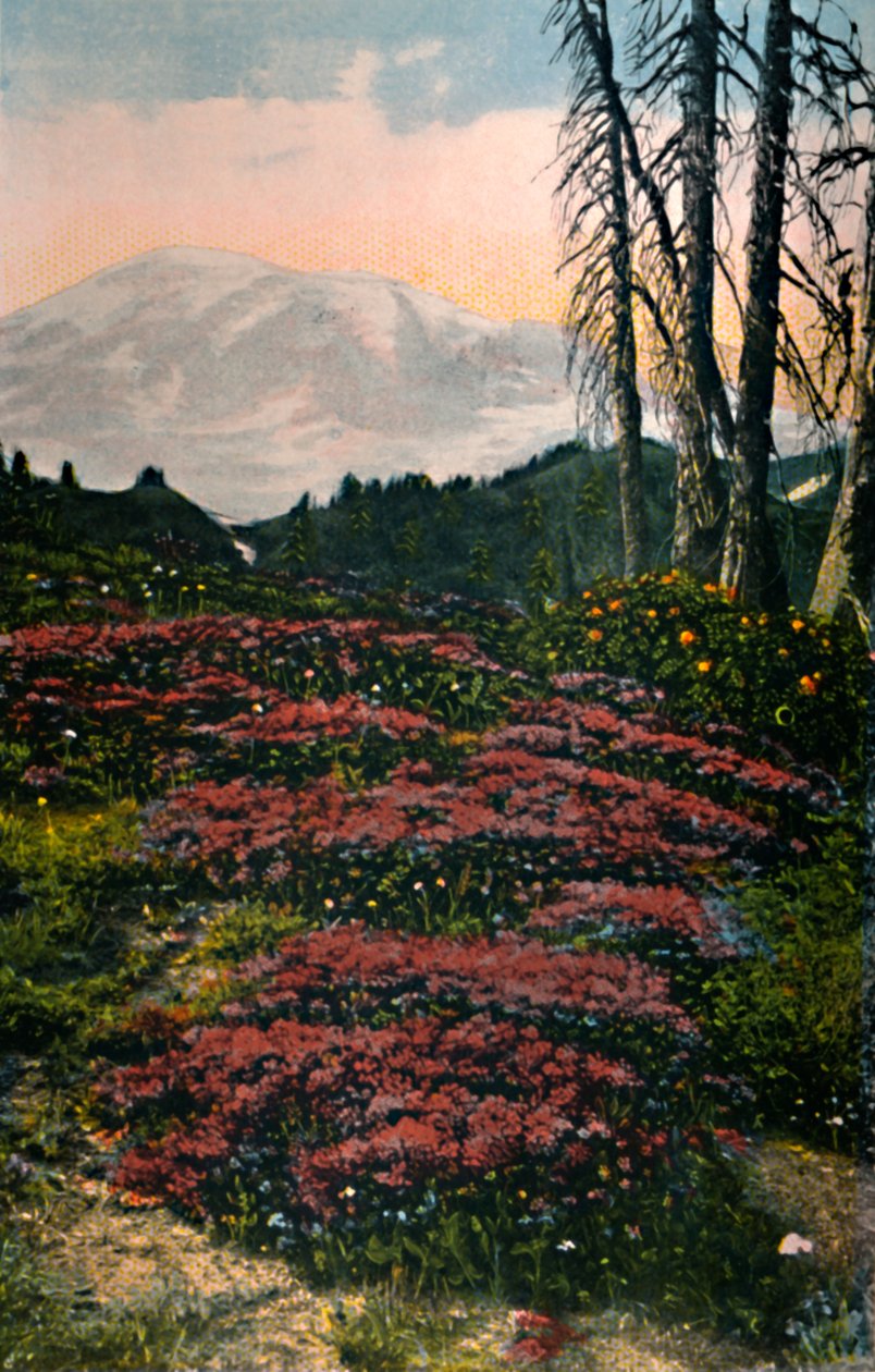 Purple Heather rostoucí Mount Rainier National Park, c1916 od Asahel Curtis