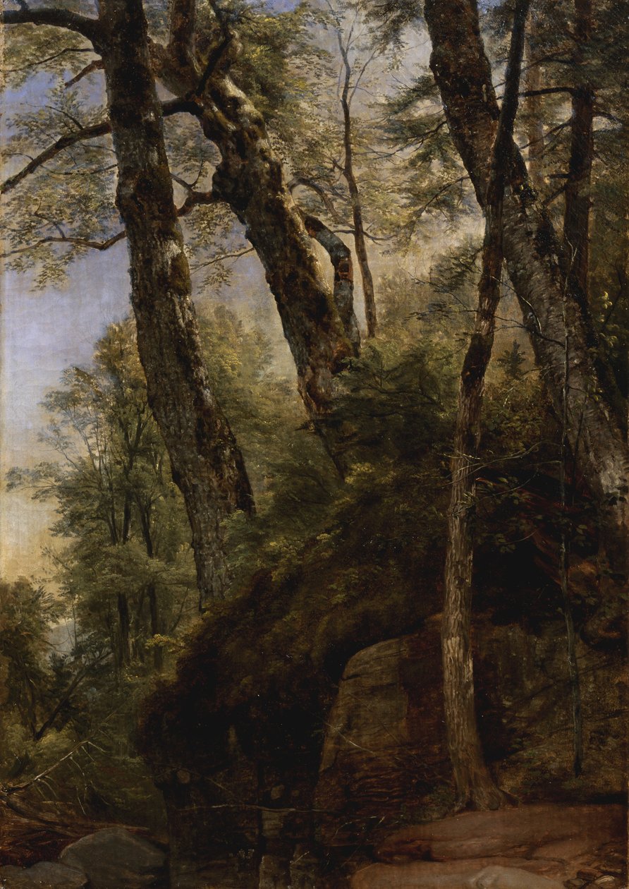 Black Birches, Catskill Mountains, 1860 od Asher Brown Durand