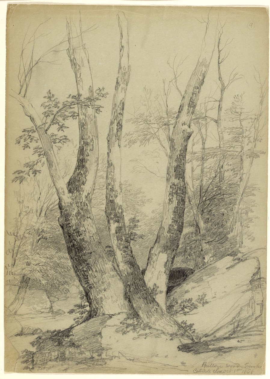 Buttonwood Trunks, Catskill Clove, New York, 1848 (grafit na šedozeleném papíře) od Asher Brown Durand