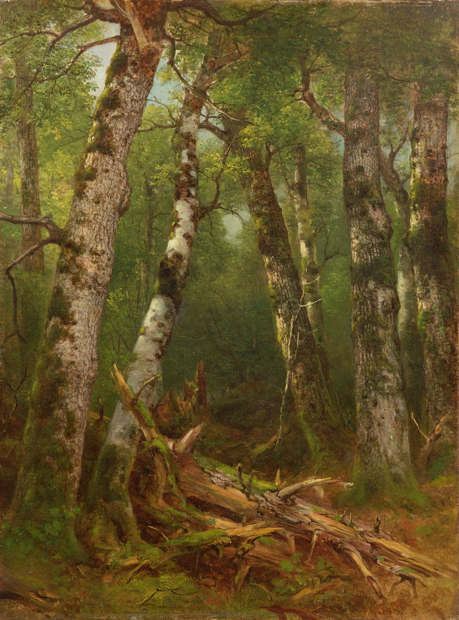 Skupina stromů, 1855-77 od Asher Brown Durand