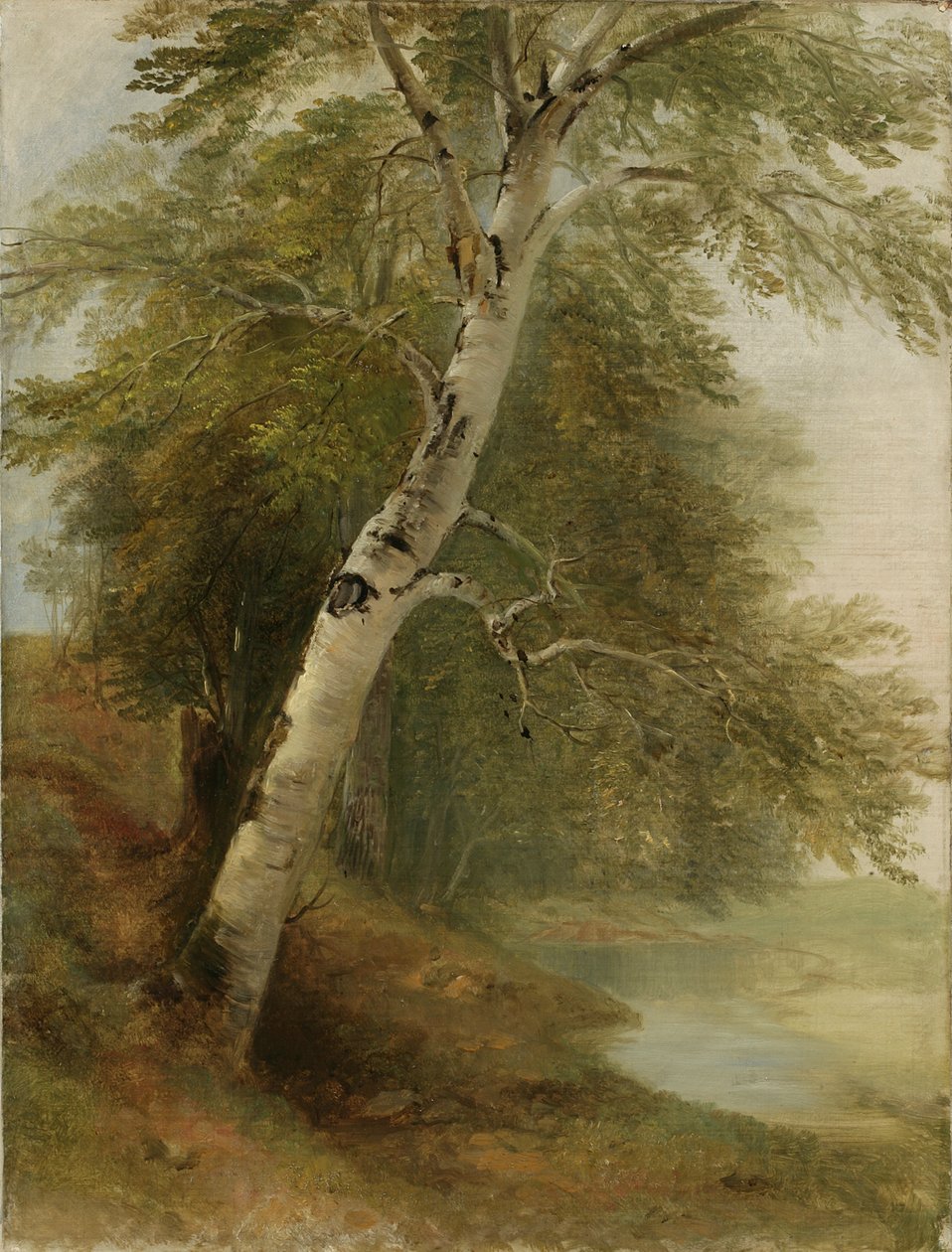Nature Study: A Birch Tree, 1860 od Asher Brown Durand