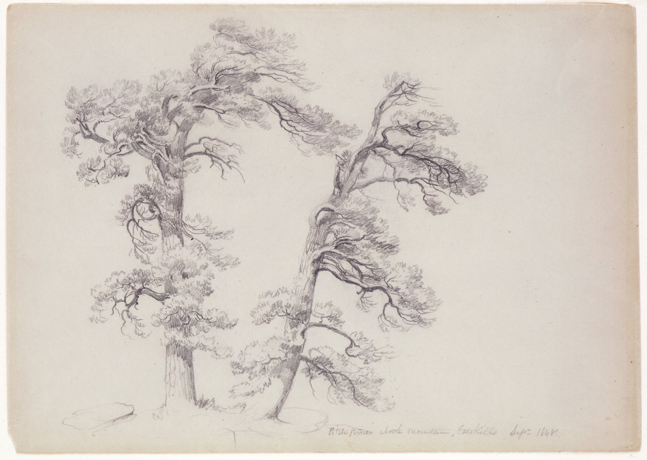 Pitch Pines, North Mountain, Catskills, New York, 1848 (grafit na šedozeleném papíře) od Asher Brown Durand