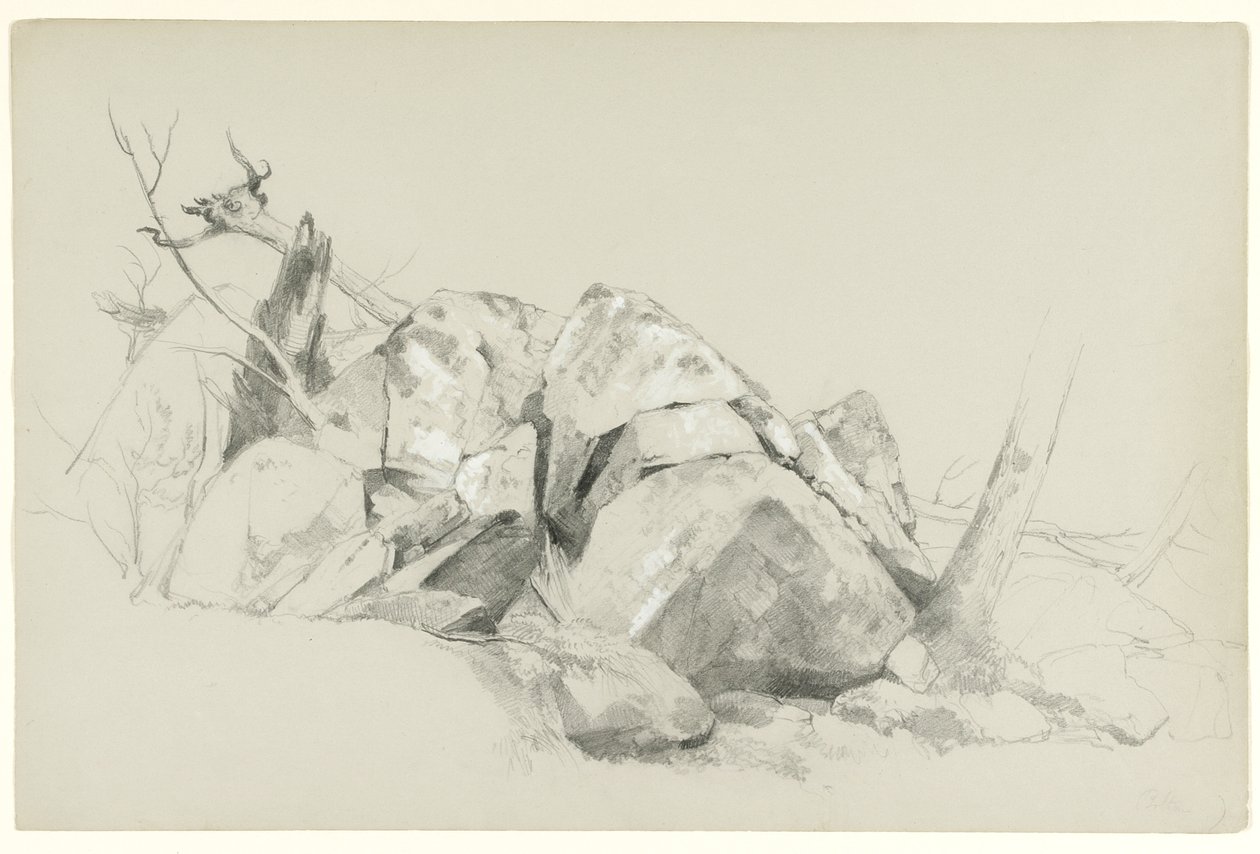 Studie skal, 1863 (grafit a bílý kvaš na šedém papíře) od Asher Brown Durand