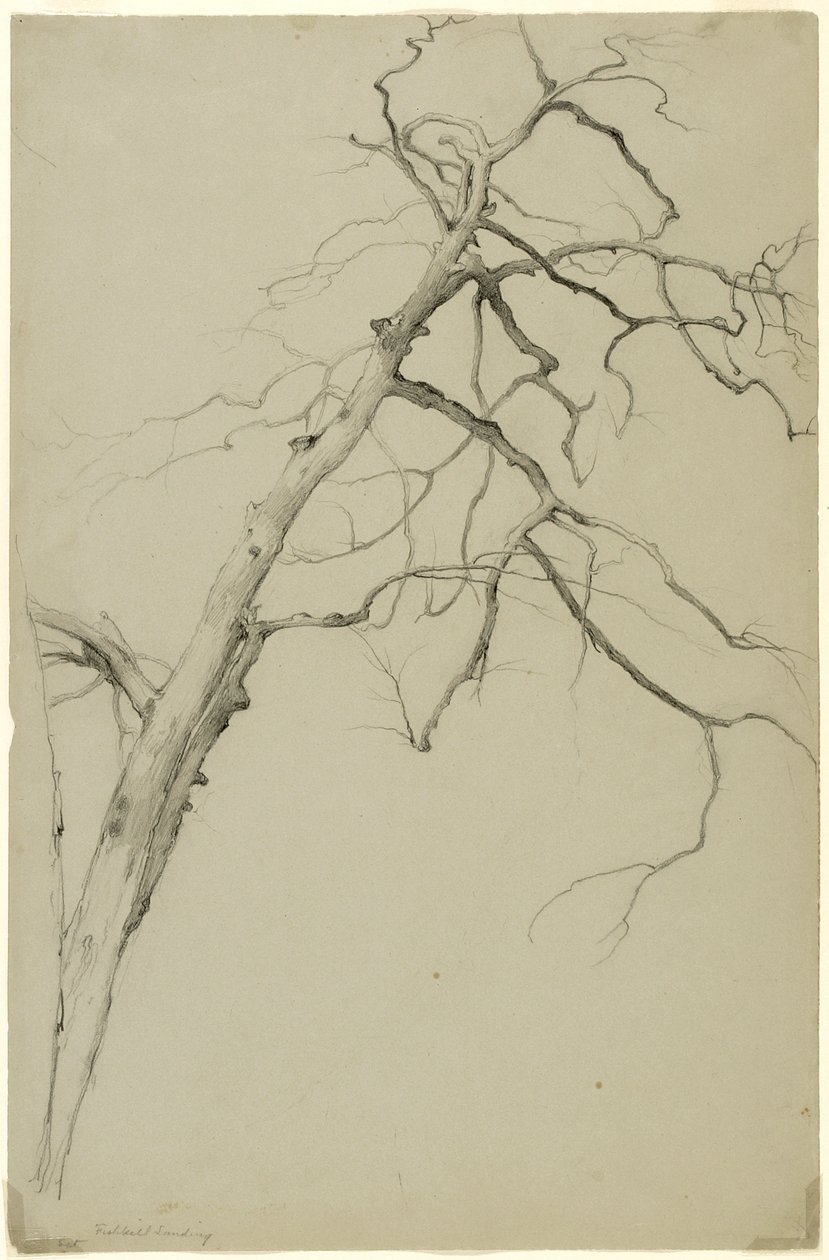 Study of Tree Branches, Fishkill Landing, New York, 1860 (grafit na šedém bristolském papíře) od Asher Brown Durand