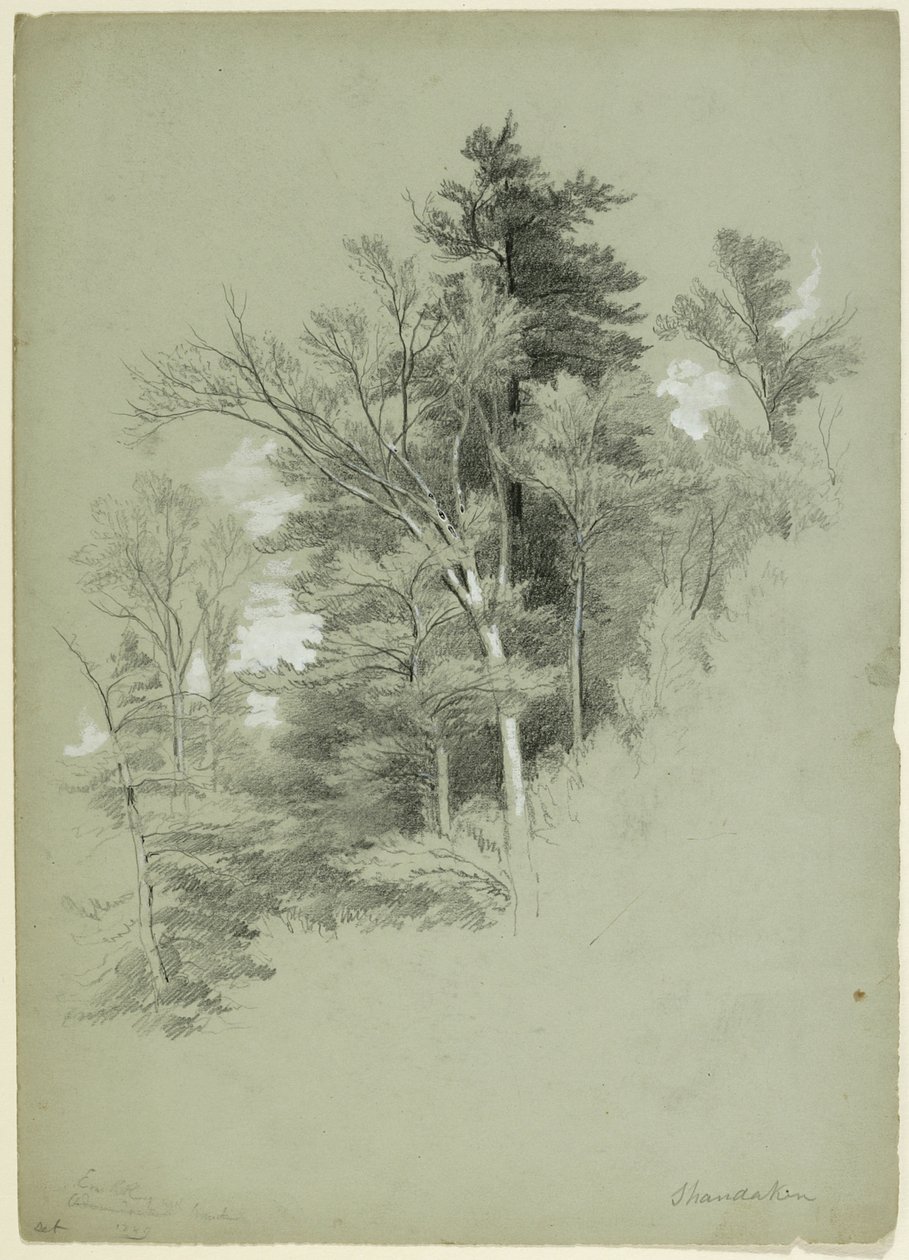 Study of Trees, Shandaken, New York, 1849 (grafit, bílý kvaš a bílý olovnatý pigment na šedozeleném papíře) od Asher Brown Durand