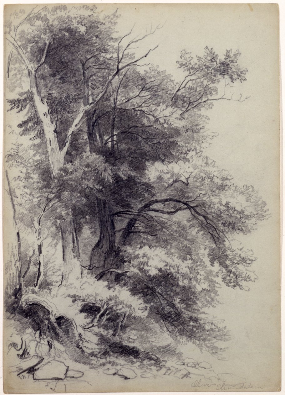 Study of Trees, ShandakenOlive, New York, 1852 (grafit se škrábáním na šedozeleném papíře) od Asher Brown Durand