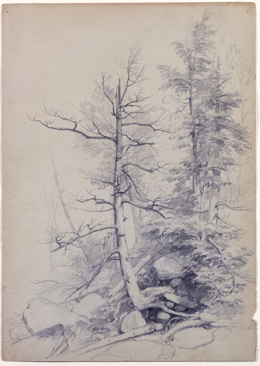 Study of Trees and Rocks, Catskill Mountains, New York, 1849 (grafit na šedozeleném papíře) od Asher Brown Durand