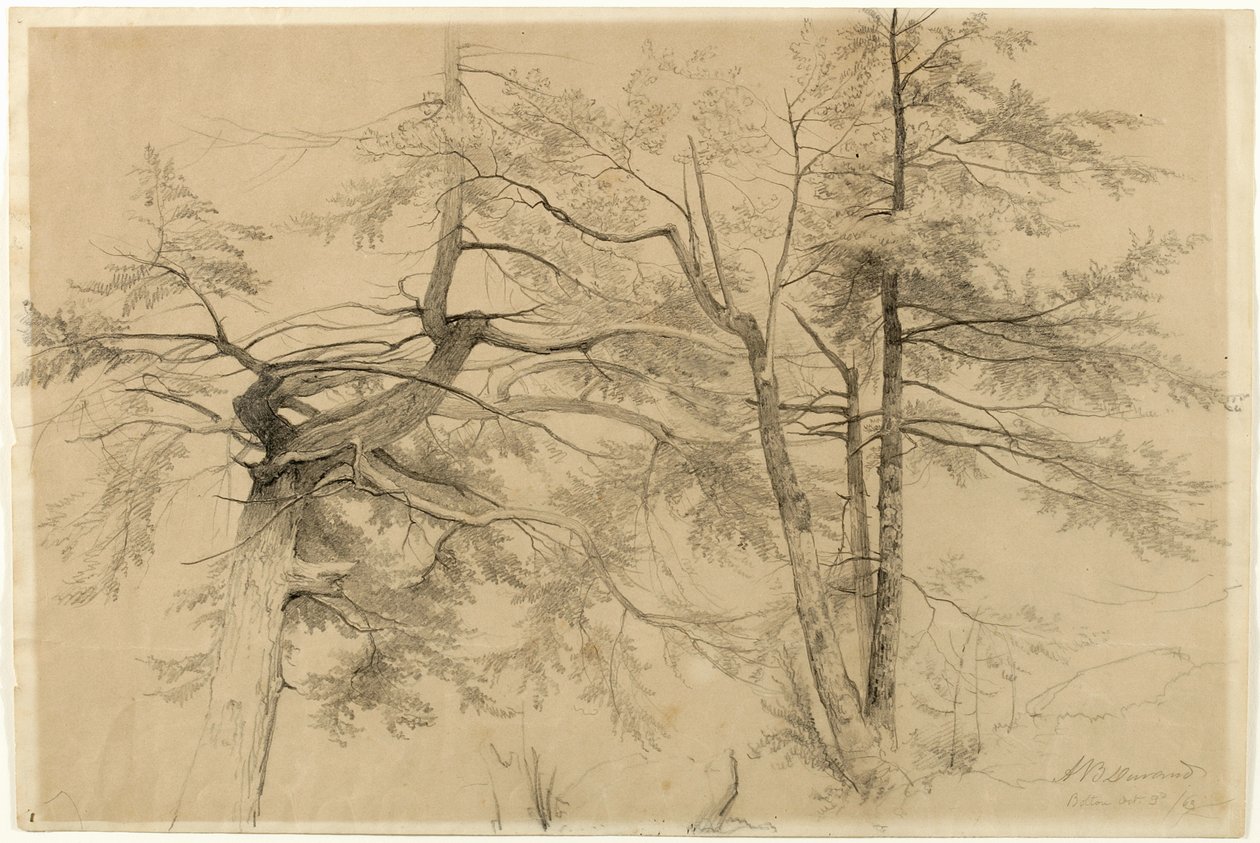 Study of Two Trees, Bolton, Lake George, New York, 1863 (grafit na béžovém papíru Bristol) od Asher Brown Durand
